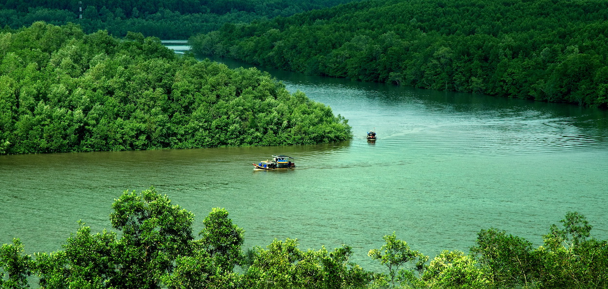 Rừng ngập mặn Cần Giờ được UNESCO công nhận